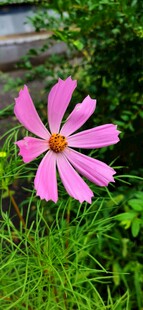 格桑花