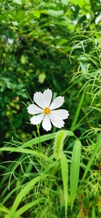 格桑花