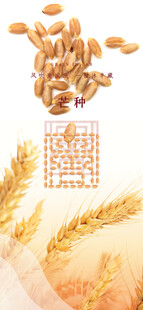 芒种节气宣传海报展板