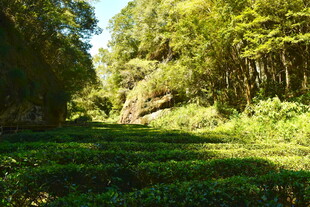 武夷山国家公园