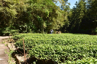 武夷山国家公园