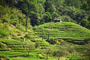 武夷山国家公园