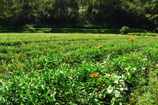 武夷山国家公园