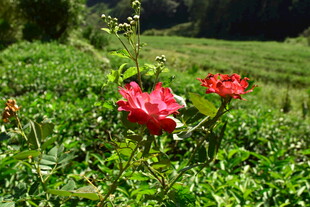 武夷山国家公园