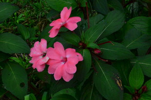 凤仙花  