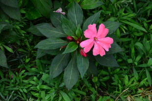 凤仙花  