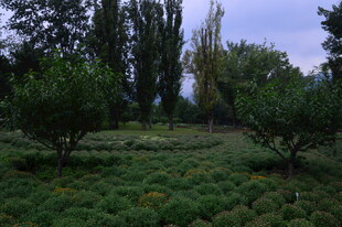 公园风景 