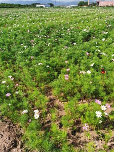 波斯菊