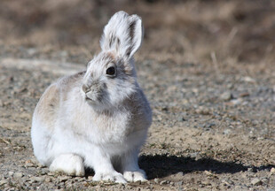北极野兔