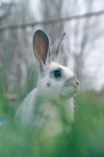 白兔子