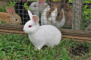小白兔