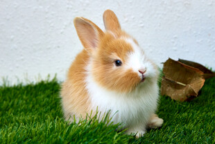 宠物兔