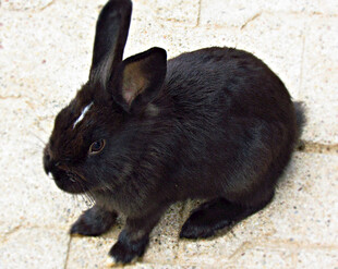 黑色兔子