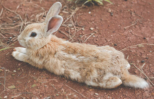 兔子
