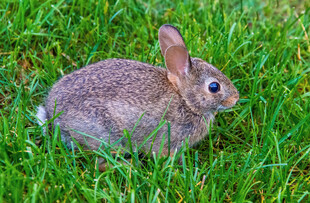 长耳兔