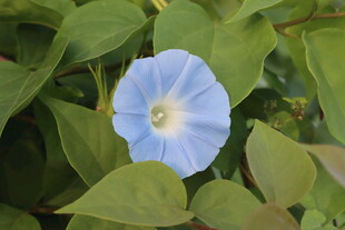 蓝色牵牛花
