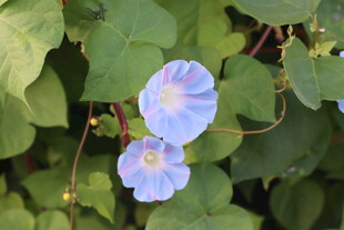 蓝色牵牛花