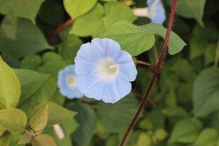蓝色牵牛花