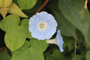 蓝色牵牛花