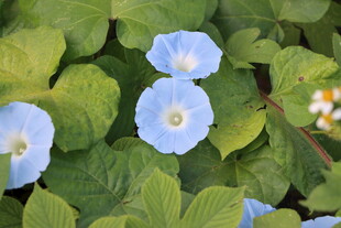 蓝色牵牛花