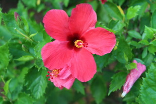 扶桑花
