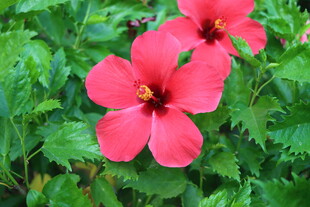 扶桑花