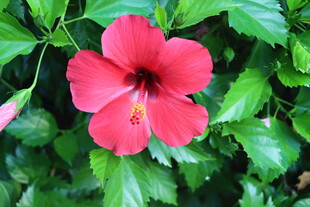 扶桑花