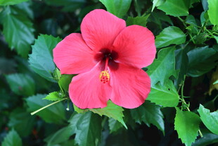 扶桑花