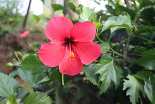 扶桑花