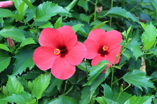 扶桑花