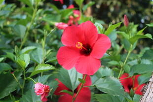 扶桑花