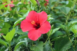 扶桑花