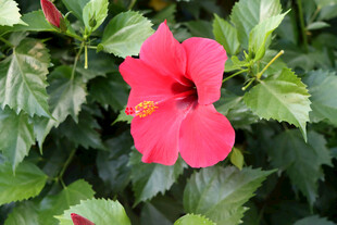 扶桑花