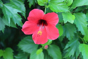 扶桑花