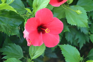 扶桑花