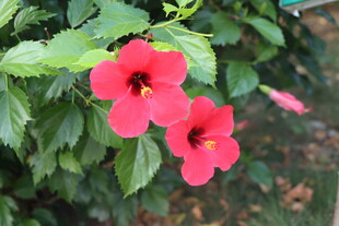 扶桑花