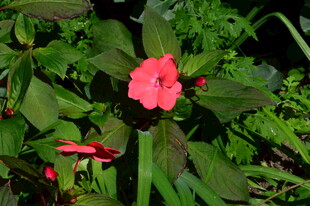 凤仙花 