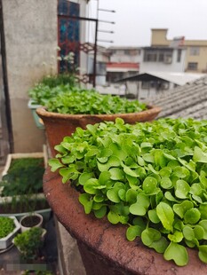 菜苗