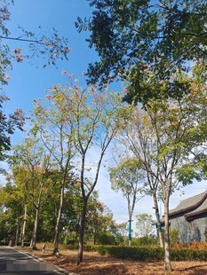 树林