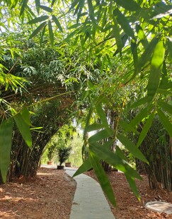 竹林美景
