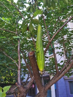 丝瓜
