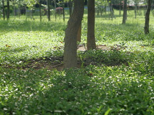 树林草地阳光