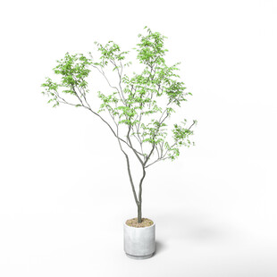 C4D模型 绿色植物