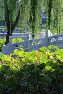 公园风景 