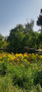 公园风景 