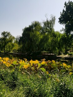 公园风景 