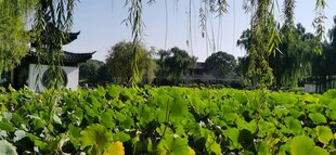 公园风景 