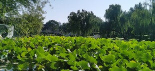 公园风景  