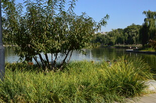 公园风景  