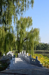 公园风景 